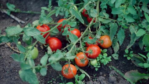 The 12-Inch Rule for Heirloom Tomatoes: Why Depth Matters More Than Water