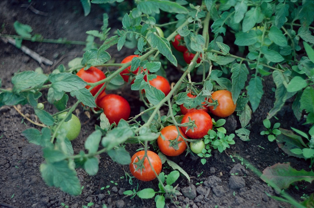 A tomato seedling planted deep in soil following the 12-inch rule for heirloom tomatoes, showing the buried stem and emerging leaves.