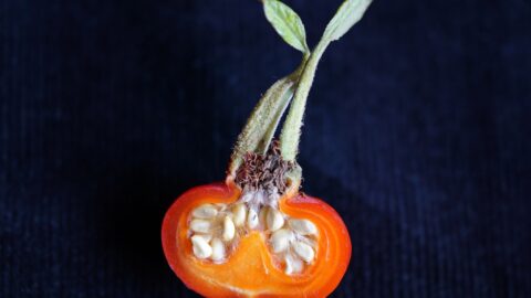 A green tomato with dark, leathery blossom-end rot on the bottom