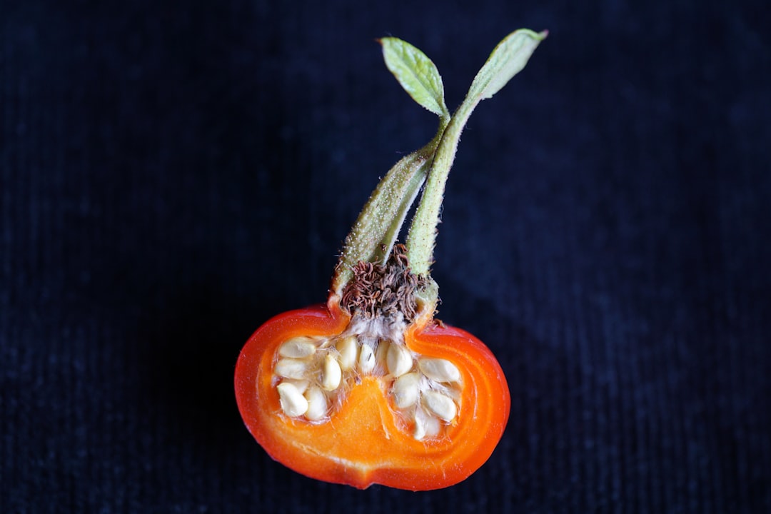 A green tomato with dark, leathery blossom-end rot on the bottom