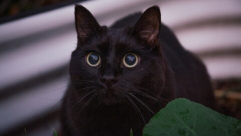 A black cat hunting in a lush garden
