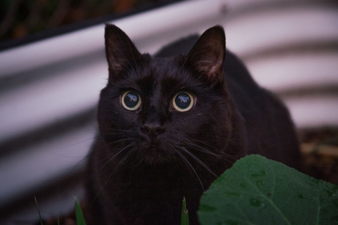 A black cat hunting in a lush garden