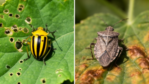 Close-up of a striped cucumber beetle on a cucumber leaf next to a gray squash bug