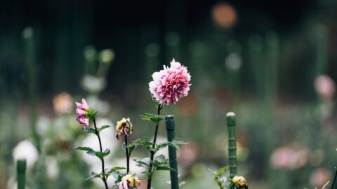 Dahlia Staking Fails Because You&rsquo;re Using the Wrong Wire