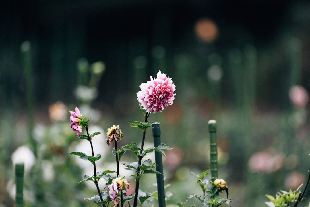 Dahlia staking fails when using rigid stakes; this image shows an expandable ring stake supporting giant dahlia blooms.