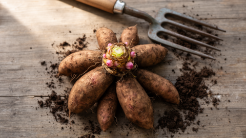 Dahlias Grow From Tubers, Not Corms. Here Is Why That Changes Everything