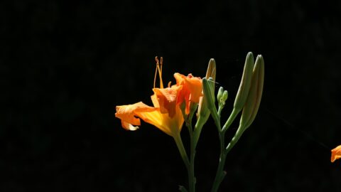 Close-up of daylily buds turning brown and dropping from the stalk