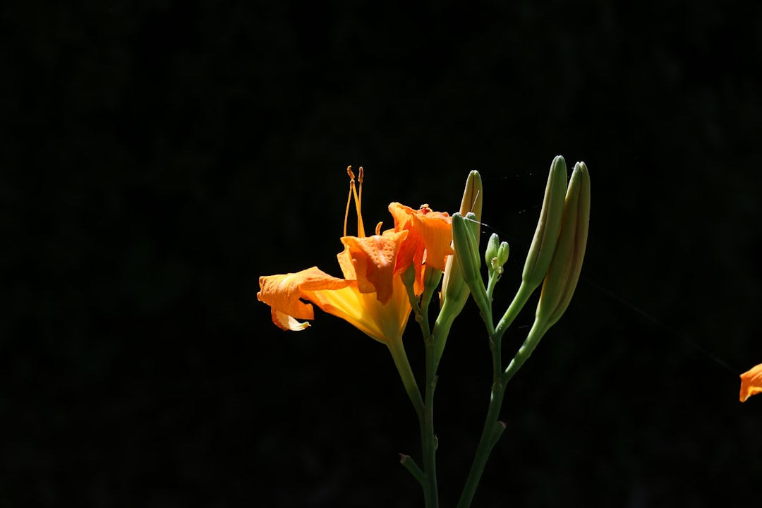 Close-up of daylily buds turning brown and dropping from the stalk