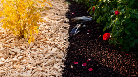 The Mulch Myth: Why Fresh Wood Chips Kill Your Roses (And What to Use Instead)