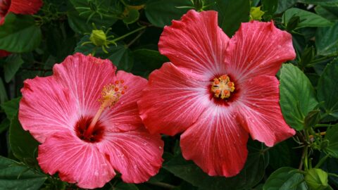 Hardy Hibiscus vs Rose of Sharon: The Stem Wood Difference That Determines Winter Survival