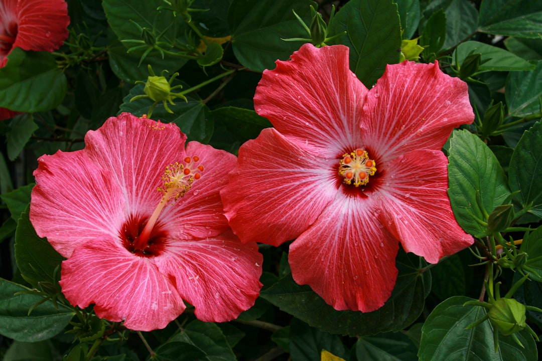 Side-by-side comparison of hardy hibiscus herbaceous stems and rose of Sharon woody stems
