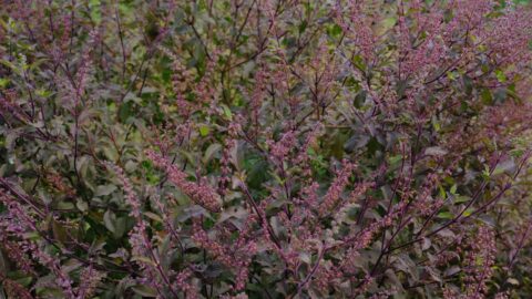 Holy Basil vs Sweet Basil: The Leaf Vein That Dictates Humidity Tolerance