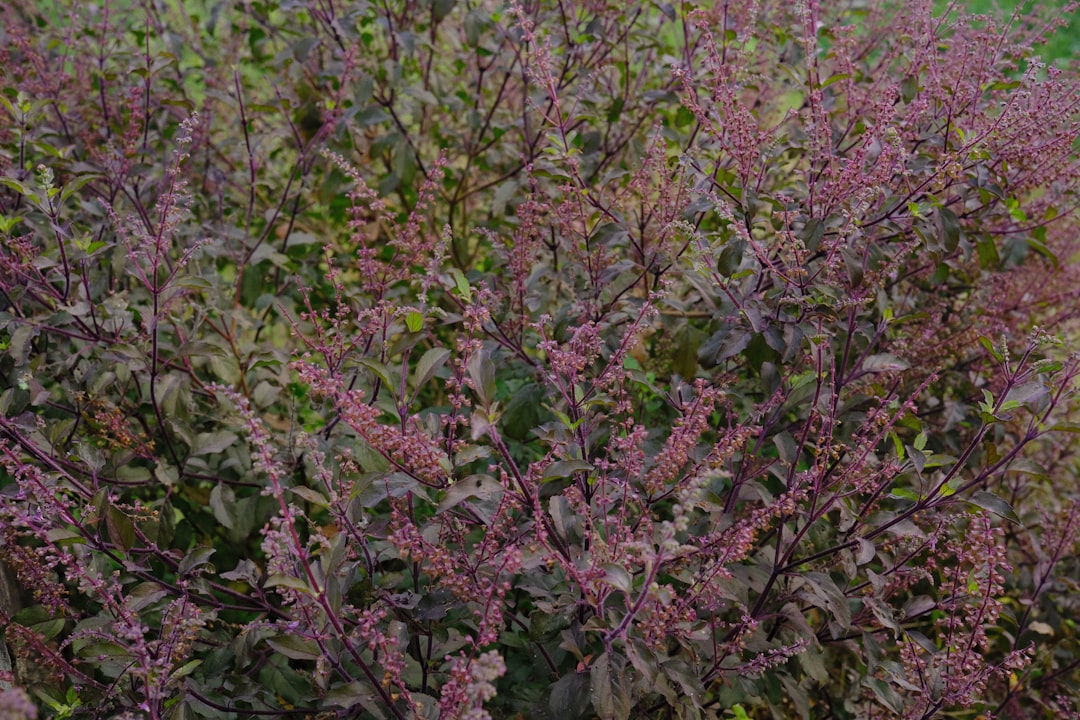 Holy basil and sweet basil plants growing side by side in a garden