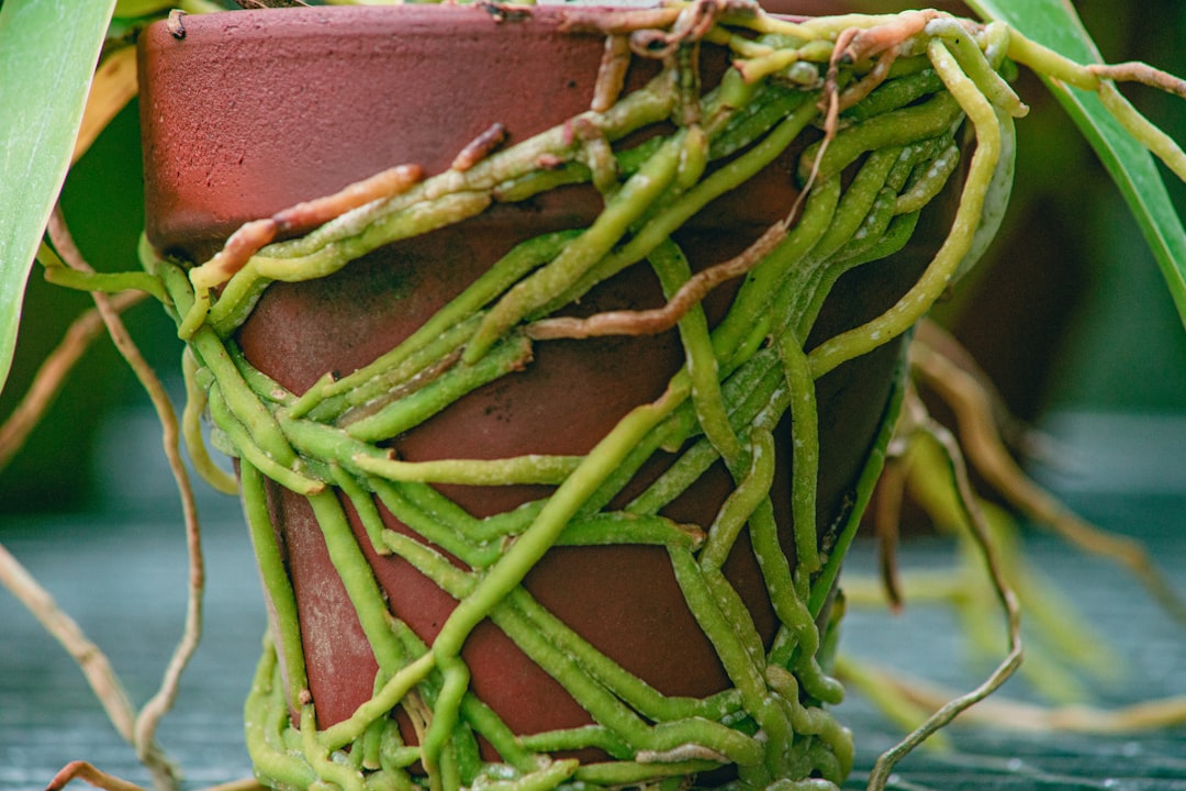 Close-up of healthy green orchid roots and black rotted roots in a clear plastic pot