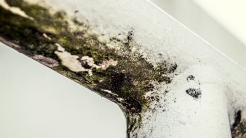 Close-up of white powdery mildew algae spots on a green hosta leaf