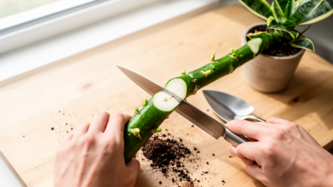 Snake Plant Propagation Fails Because You Are Rotting the Rhizome