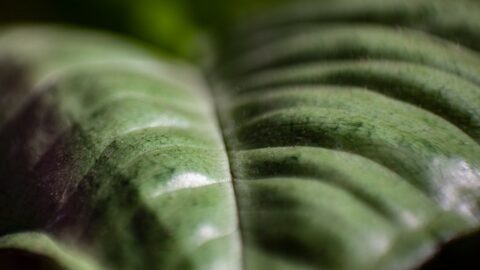 Variegated Basil White Patches Die Because They Have No Chlorophyll