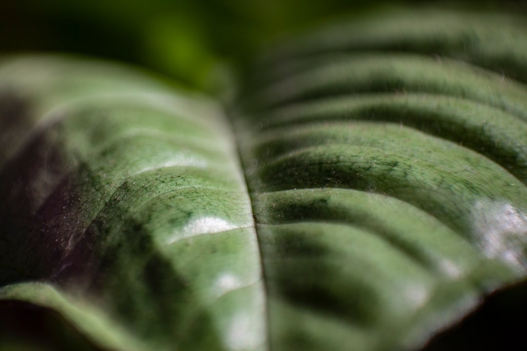 Close-up of variegated basil leaves showing white patches and green edges