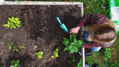 A 4x8 raised bed layout showing three horizontal zones for shallow, medium, and deep-rooted plants