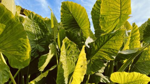 Alocasia Polly Dormancy: The 40% Rule That Saves It