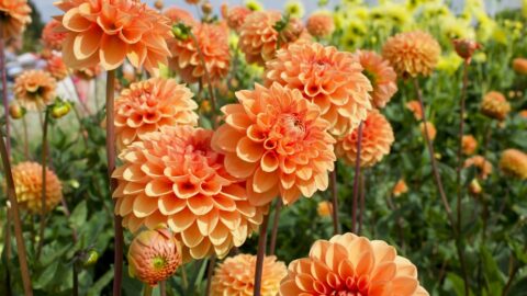 Best Soil for Dahlias in Pots: The 3:2:1 Drainage Rule That Saves Your Plant