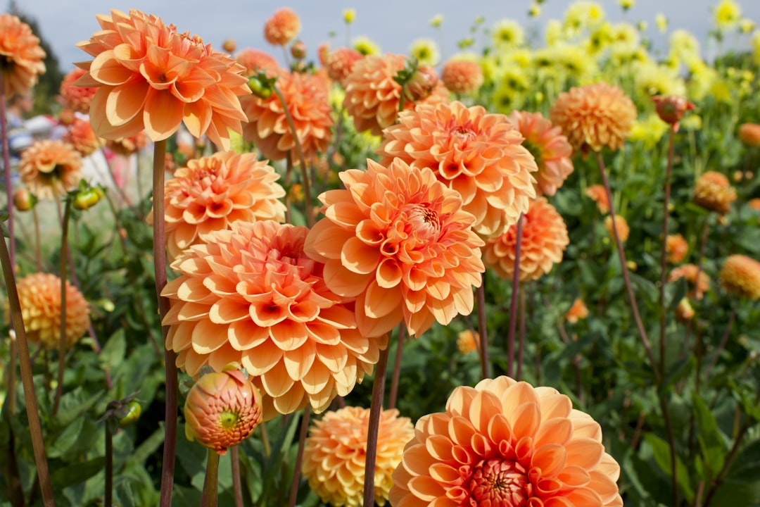 A potted dahlia with a 3:2:1 gritty potting mix, showing the drainage holes and tuberous root structure