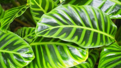 Calathea White Veins: The Humidity Trap That Turns Them Brown