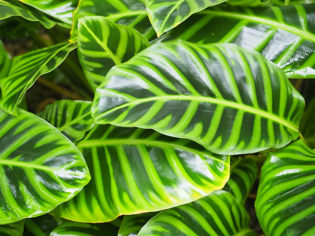 Close-up of a Calathea White Veins leaf showing brown edges caused by misting