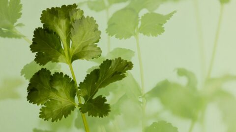 Cilantro Bolting Isn’t Heat. It’s a Genetic Switch You Can Flip Back