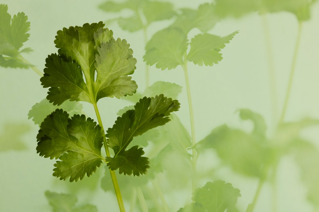 Close-up of fresh cilantro leaves in a container, showing healthy green foliage before bolting