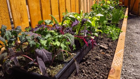 Companion Plants for Tomatoes: The Nitrogen Bottleneck That Kills Yield