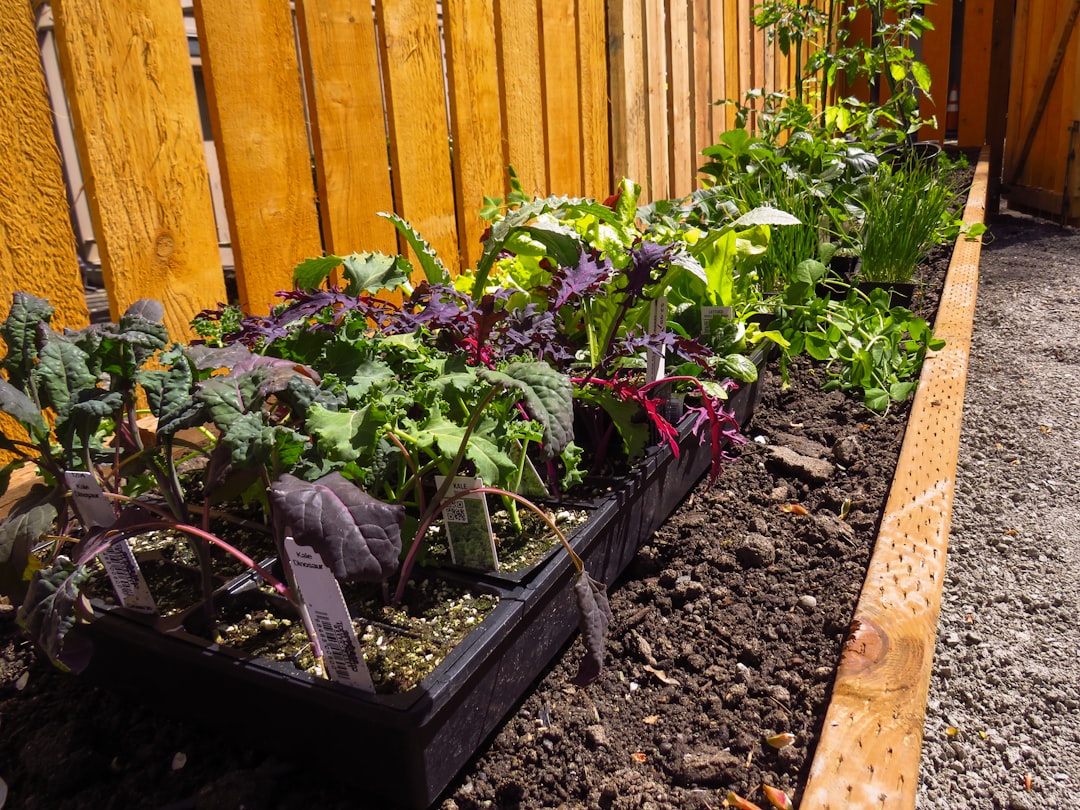 A raised garden bed showing basil and tomato plants competing for space, with a red circle highlighting the wasted bed space.