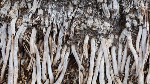 Ficus elastica Aerial Roots: The Hemiepiphyte’s Strategy Explained