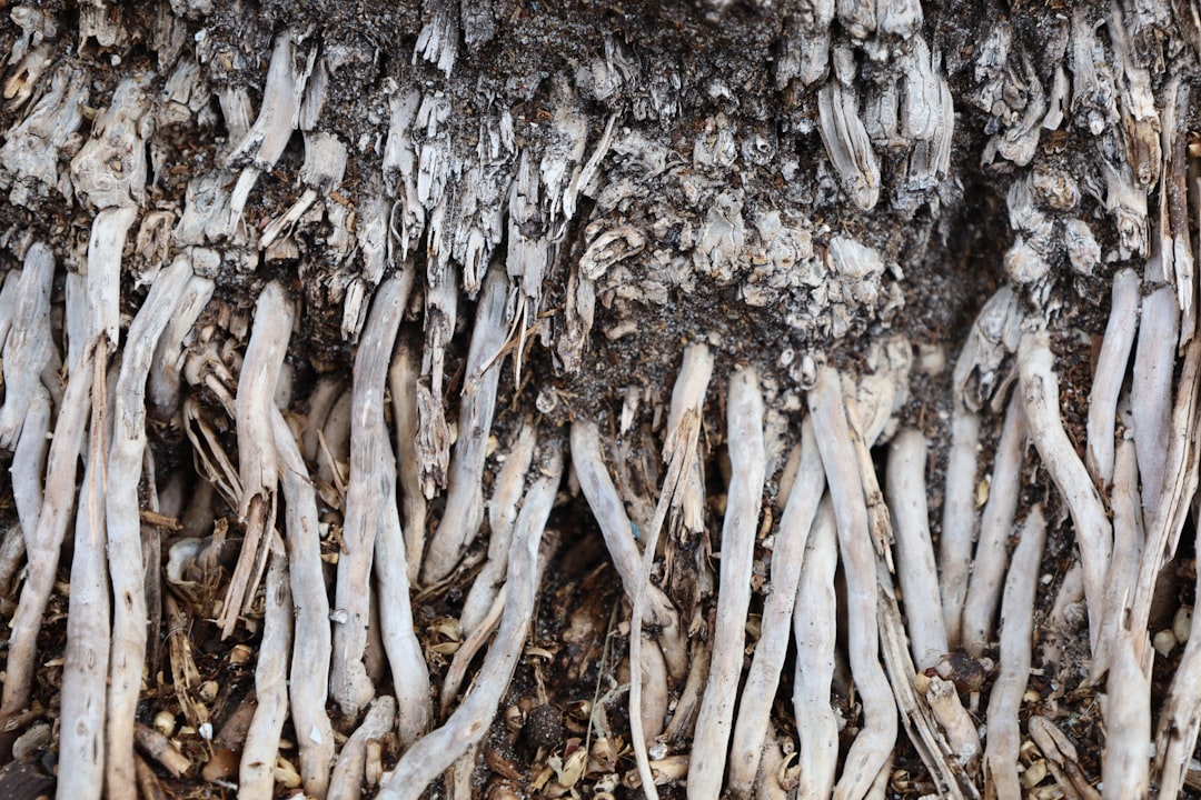 Close-up of a healthy rubber tree aerial root extending from the stem
