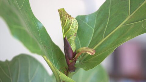 Fiddle Leaf Fig Brown Spots: The Fungal Infection That Watering Frequency Misses