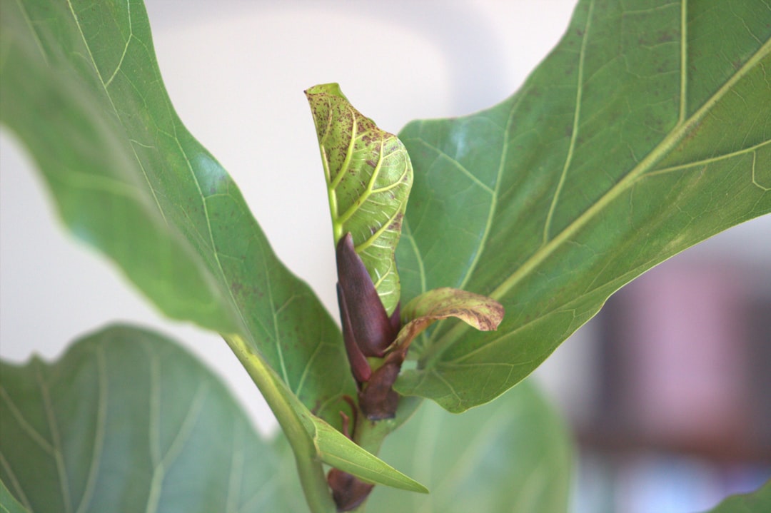 Close-up of a fiddle leaf fig leaf showing dark brown spots caused by fungal infection, with a yellowish halo around the lesion.