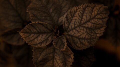 A hosta plant with brown, crispy leaf edges growing in deep shade, illustrating nitrogen burn