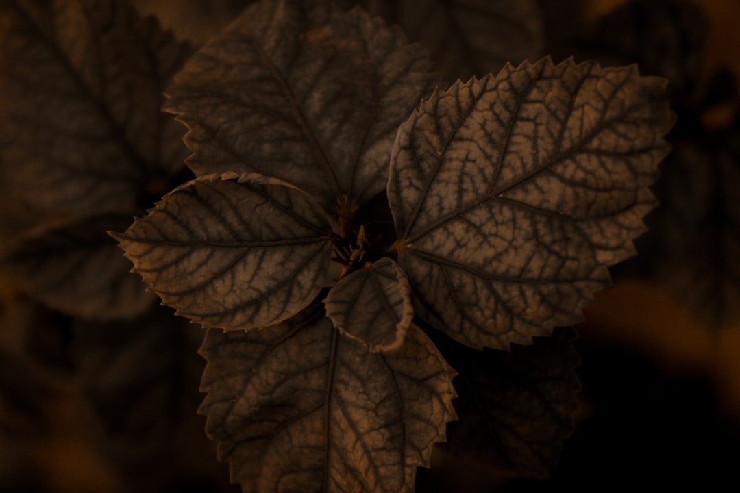A hosta plant with brown, crispy leaf edges growing in deep shade, illustrating nitrogen burn
