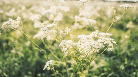 Lavender in Humid Climates: The 3:1 Drainage Rule That Saves It
