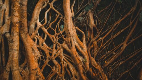 Your Money Tree Is in Debt: The Root Rot That Looks Like Thirst