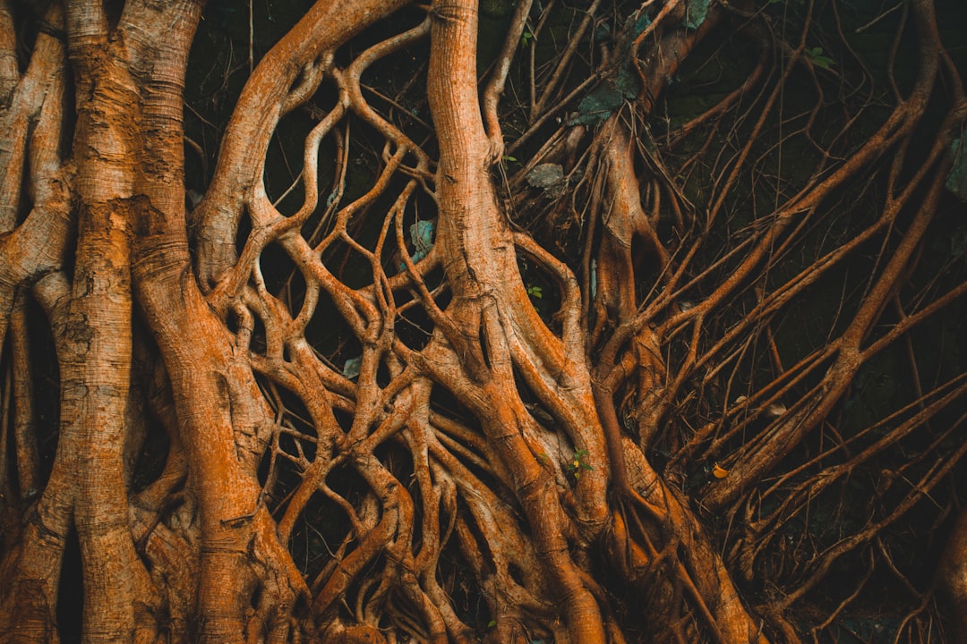 A money tree with yellowing leaves and a soft stem being removed from a pot to inspect rotting roots