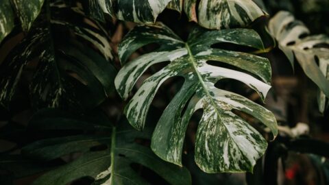 Monstera Albo Variegation: The White Sector That Starves the Plant