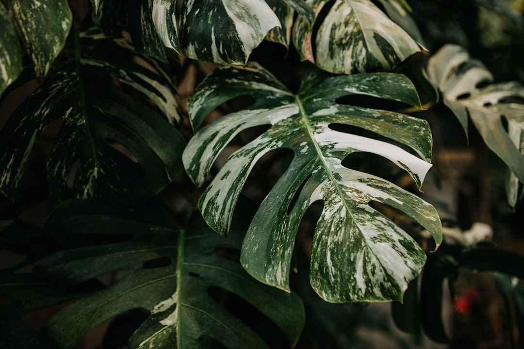 Close-up of a Monstera albo variegata leaf showing white sectors
