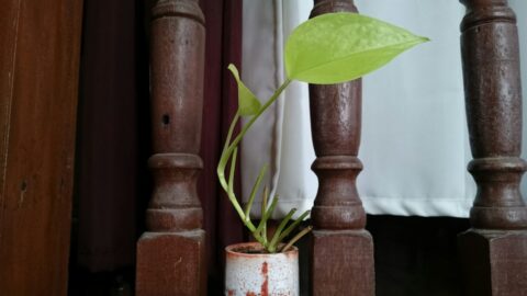 Neon Pothos Leaves Shrink Because You’re Giving It Too Much Light