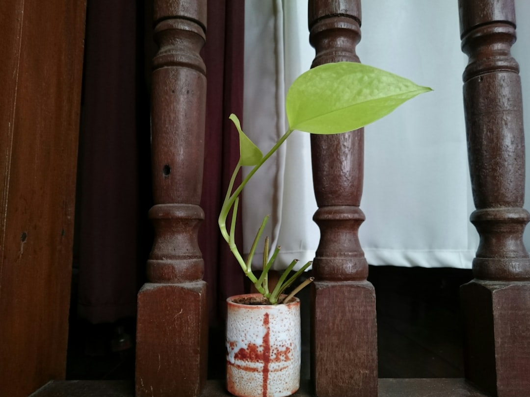Neon Pothos leaves shrink due to excessive light exposure, showing small, stressed foliage