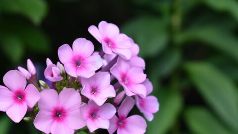 Phlox Subulata Chokes Your Garden Without Seeds. Here’s How It Does It.