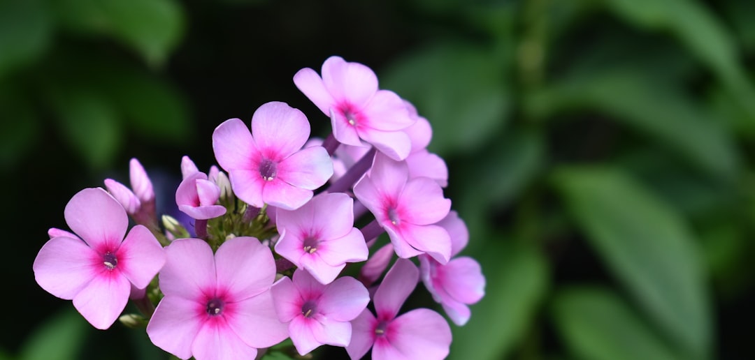 A dense mat of pink phlox subulata flowers spreading across garden soil