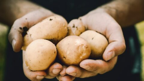 When to Plant Potatoes in Utah: The 6-Week Frost Rule That Prevents Rot