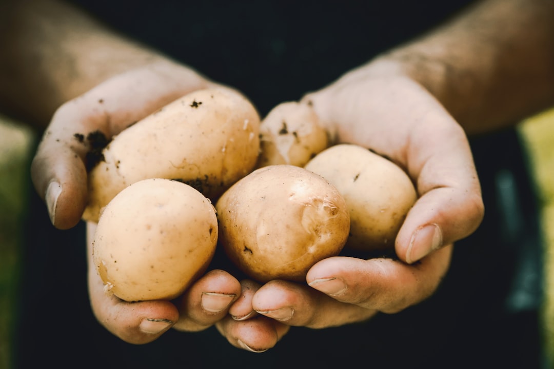 Freshly harvested red potatoes in soil
