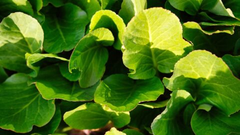 Aggressive Pruning Makes Basil Bitter: The Node Rule That Saves Flavor